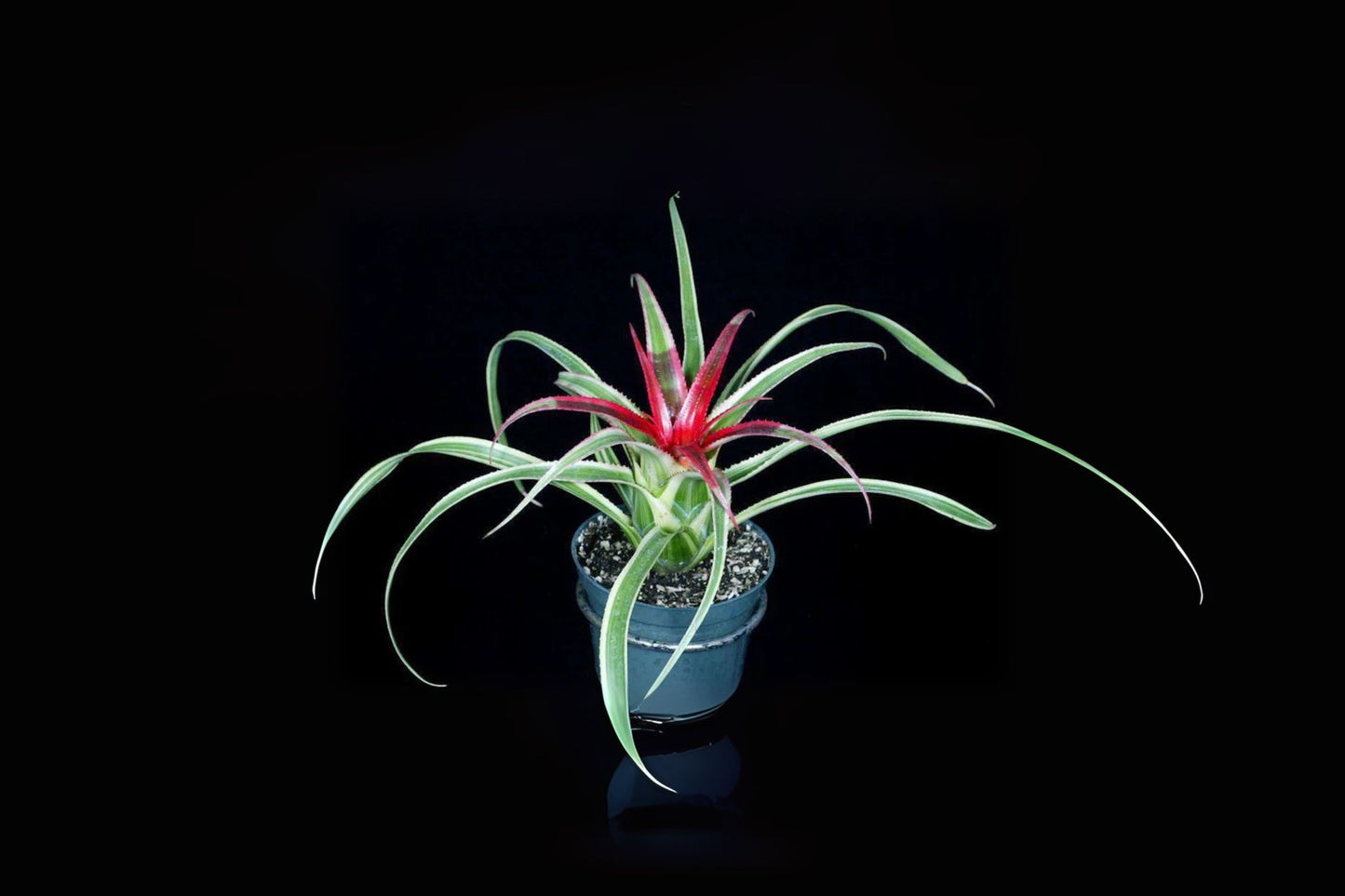 Neoregelia Hylaeaicum Pendula V. Brevifolia Variegated Plant - Rare Green & White Variegation, Cherry Red Bloom - Epiphytic Bromeliad
