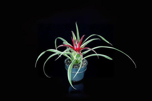 Neoregelia Hylaeaicum Pendula V. Brevifolia Variegated Plant - Rare Green & White Variegation, Cherry Red Bloom - Epiphytic Bromeliad