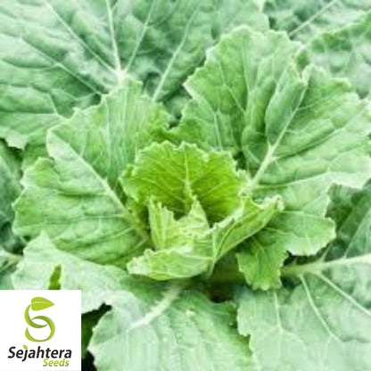 Georgia Southern Collard Seeds 500+ | NON-GMO Heirloom Greens Vegetable USA