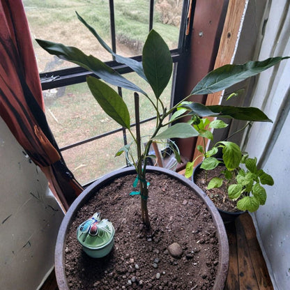 Brogdon Avocado Tree – Persea americana Grafted Live Tree | 1 Foot Tall | Ships in 6” Pot  Cold Hardy Avocado | Rich Creamy Flavor | Compact Starter Tree