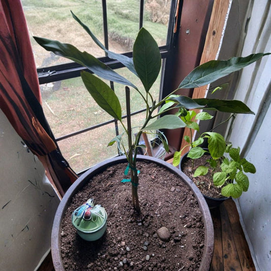 Brogdon Avocado Tree – Persea americana Grafted Live Tree | 1 Foot Tall | Ships in 6” Pot  Cold Hardy Avocado | Rich Creamy Flavor | Compact Starter Tree