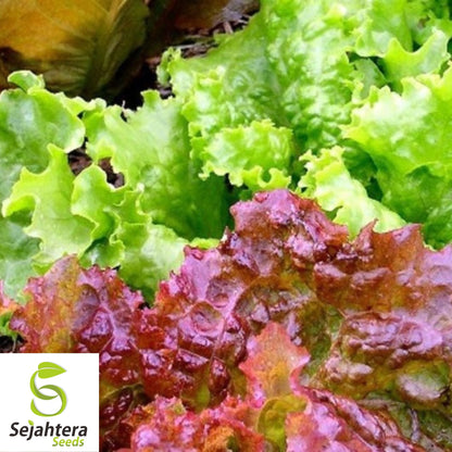 1000 Lollo Rosso Lettuce Seeds - Non-GMO, Frilly & Vibrant Heirloom Variety