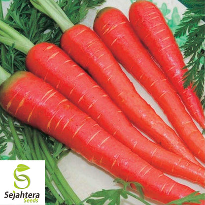 150+ Atomic Red Carrot Seeds - Non-GMO, Heirloom & Nutritious Variety