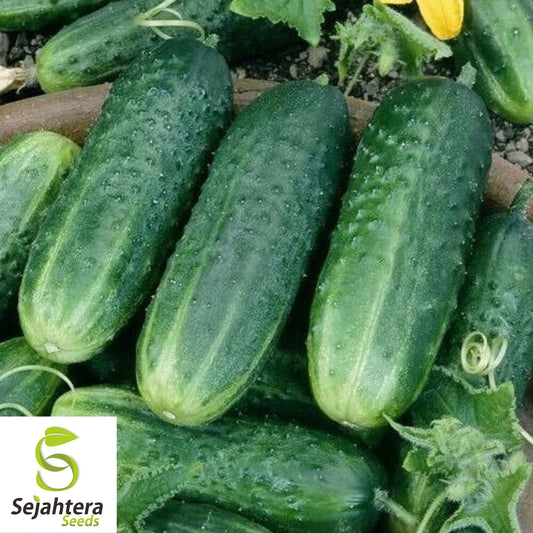 Carolina Cucumber Seeds - 100+ Heirloom, Organic, Non-GMO & High Yield