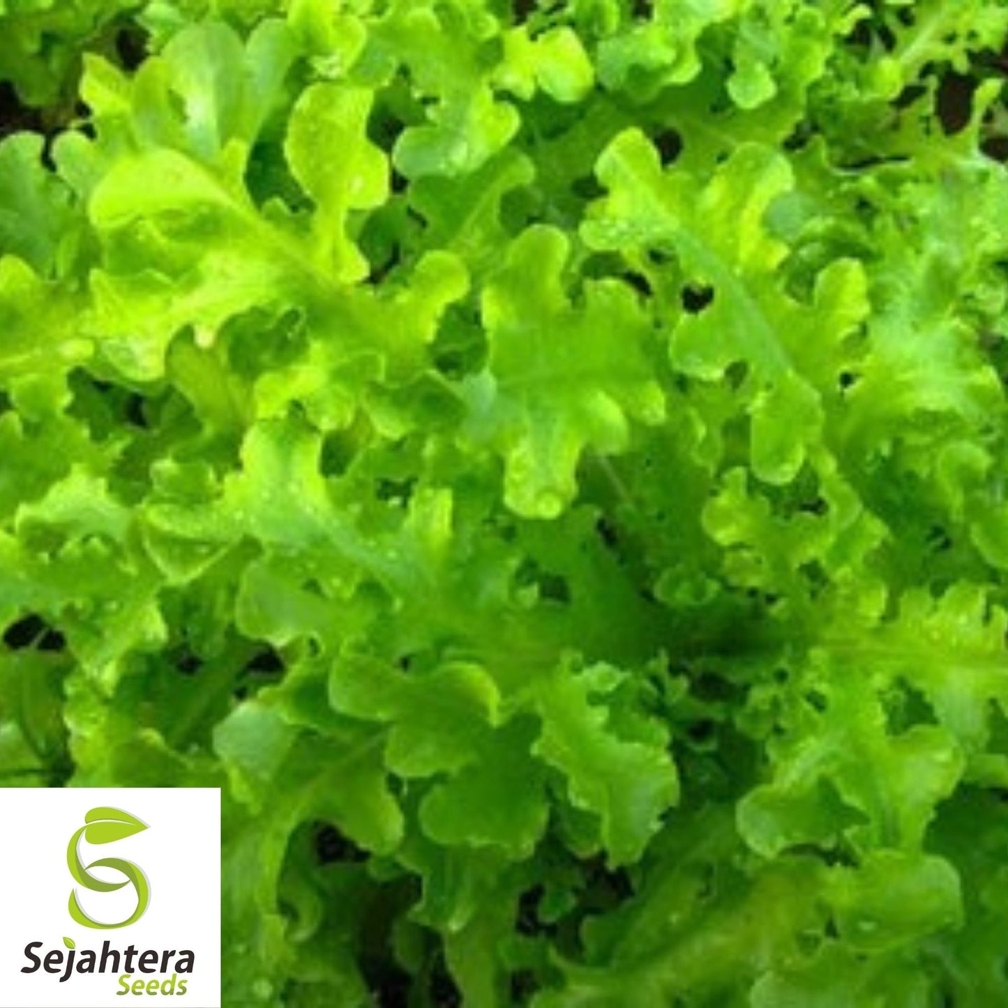 Oakleaf Lettuce Seeds 600+ | Leafy Green Vegetable NON-GMO USA Seller