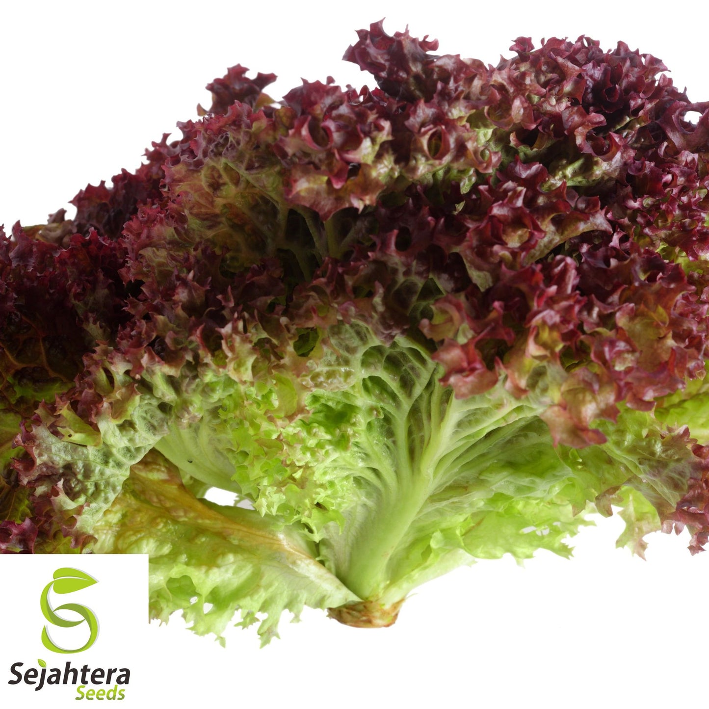 1000 Lollo Rosso Lettuce Seeds - Non-GMO, Vibrant & Crisp Leaves