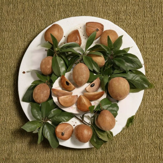 Sapodilla Tree – Manilkara zapota Live Fruit Tree | 2–3 Feet Tall | Ships in 3 Gallon Pot  Tropical Sweet Fruit | Early Bearing | Patio & Backyard Friendly