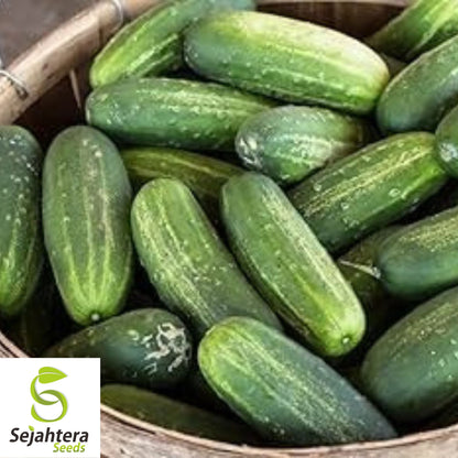 Carolina Cucumber Seeds - 100+ Heirloom, Organic, Non-GMO & High Yield