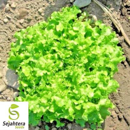 Oakleaf Lettuce Seeds 600+ | Leafy Green Vegetable NON-GMO USA Seller