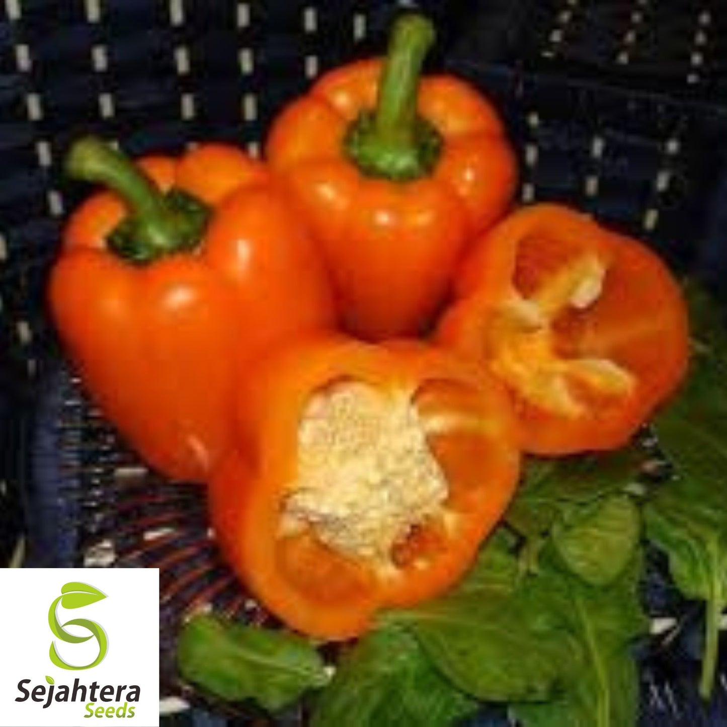 Orange King Bell Pepper Seeds - 120+ Organic Heirloom - Sweet & Non-GMO