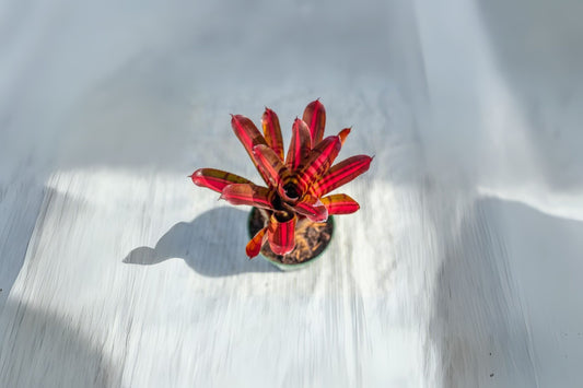 Bromeliad Plant Neoregelia Red Tiger - Compact Terrarium Variety - Made in Homestead, FL, USA - Perfect for Indoor Gardening