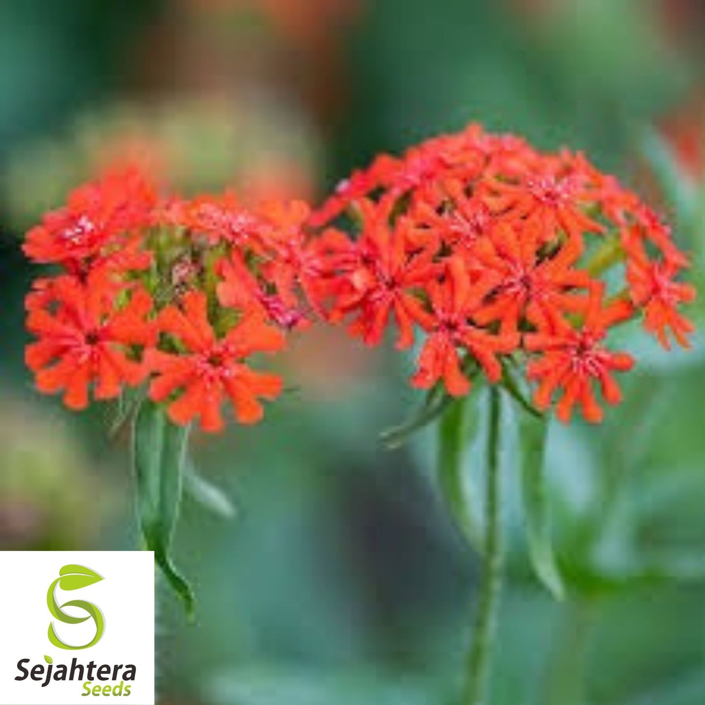 Maltese Scarlett Cross Seeds {Lychnis chalcedonica} 50+ Seeds