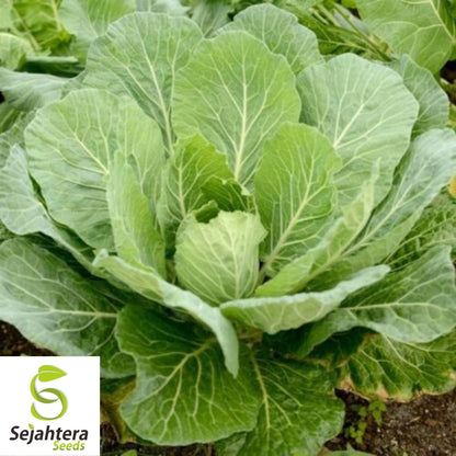 Georgia Southern Collard Seeds 500+ | NON-GMO Heirloom Greens Vegetable USA