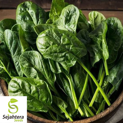 150+ Viroflay Spinach Seeds - Heirloom Spinacia Oleracea, Non-GMO Vegetable