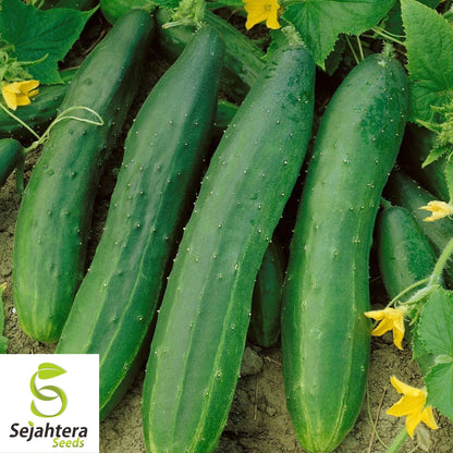 60+ Straight Eight Cucumber Seeds - Non-GMO, Crisp & High-Yield Variety