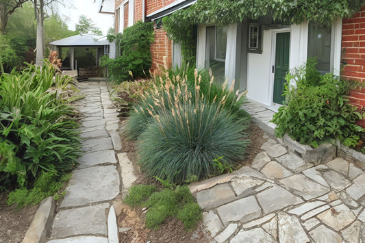 Blue Fescue (Festuca ovina var. glauca)
