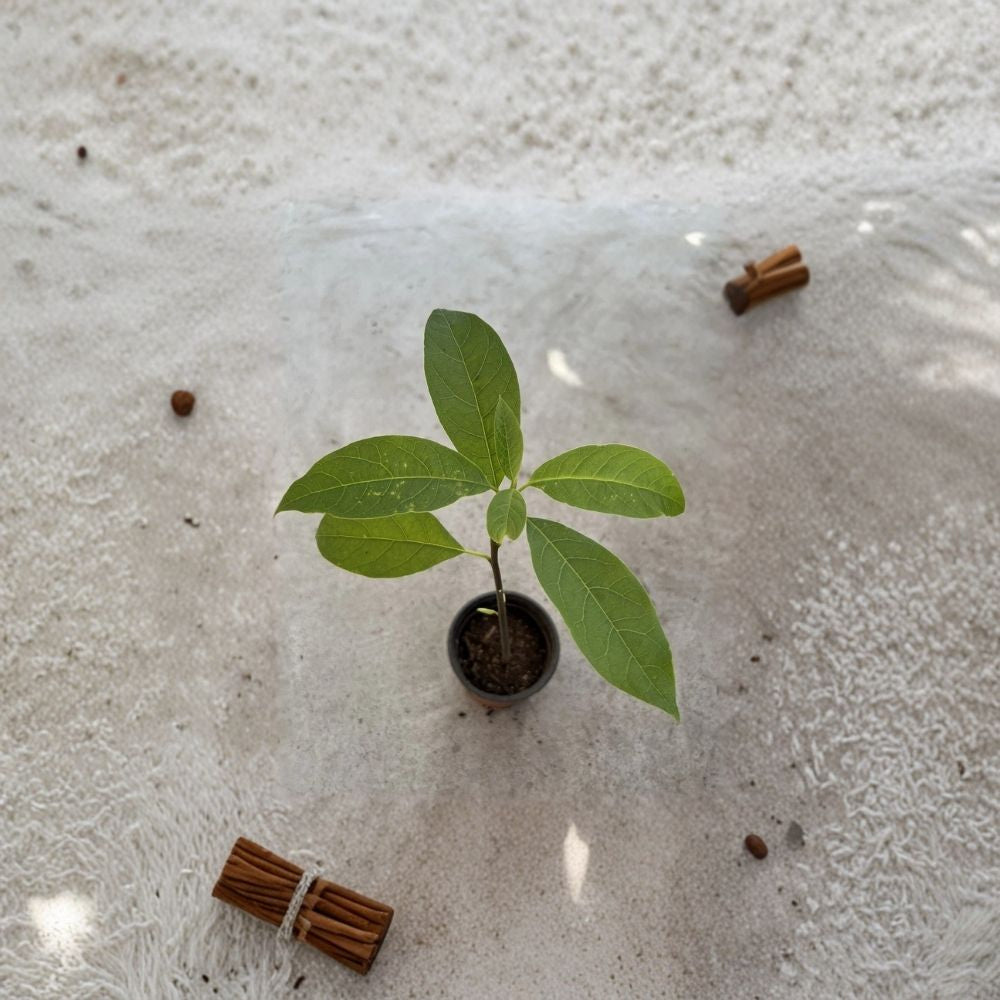 Avocado Tree – Persea americana Live Seedling | 15 Inches Tall | Includes Nursery Pot  Tropical Fruit Starter | Patio & Indoor Friendly | Ready to Plant