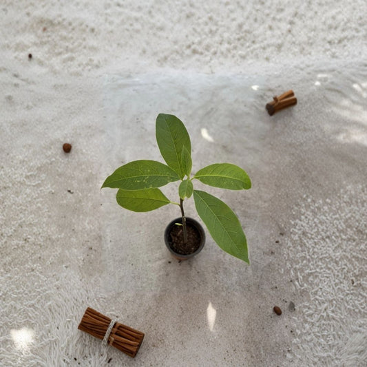 Avocado Tree – Persea americana Live Seedling | 15 Inches Tall | Includes Nursery Pot  Tropical Fruit Starter | Patio & Indoor Friendly | Ready to Plant