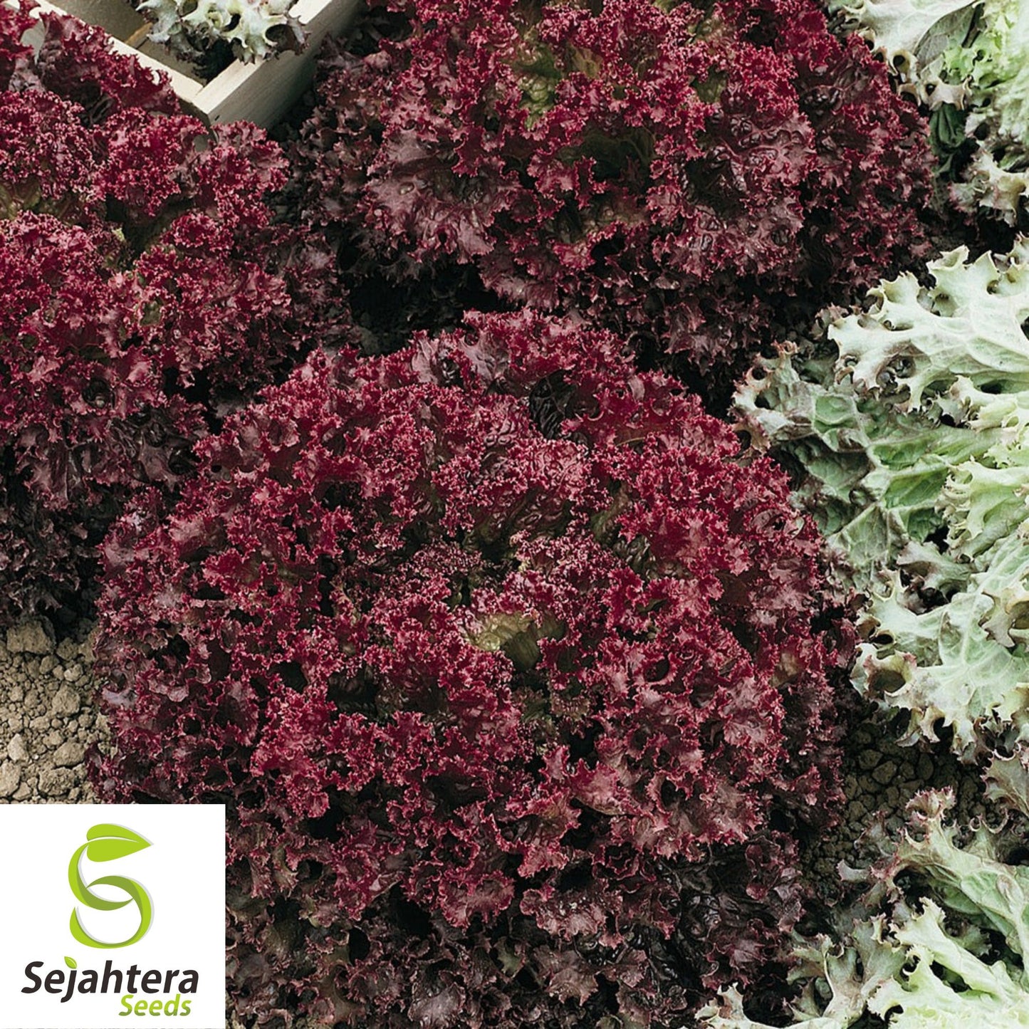 1000 Lollo Rosso Lettuce Seeds - Non-GMO, Frilly & Vibrant Heirloom Variety