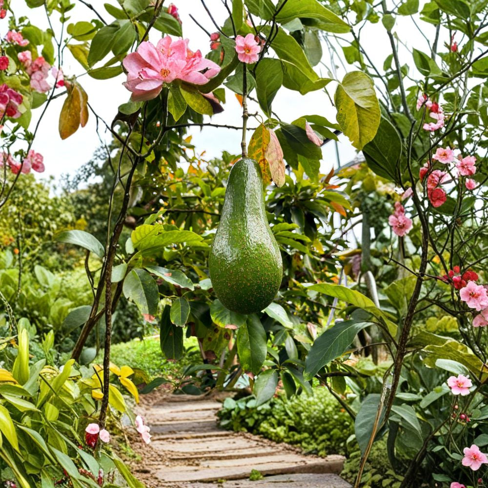 Brogdon Avocado Tree – Persea americana Grafted Live Tree | 1 Foot Tall | Ships in 6” Pot  Cold Hardy Avocado | Rich Creamy Flavor | Compact Starter Tree