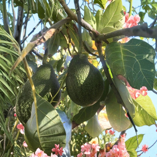 Fantastic Avocado – Persea americana 10 Seeds  Easy to Grow | Seed-Grown Avocado Tree | Great for Containers & Home Gardens