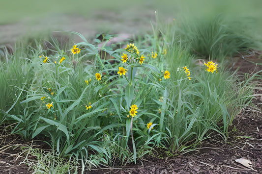 Bur Marigold Nodding Beggarsticks Beggartick Bur Bur-marigold Pitchfork Weed Sticktight Sticktights Tickseed Sunflower (Bidens cernua)