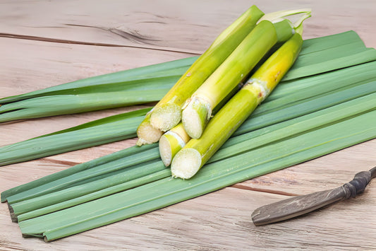 Striped Sugar Cane Seedlings - 2 Pack, Jamaican Striped Variety, Cana Dulce - Easy to Grow, Ideal for Planting or Juicing
