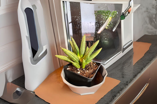 Sansevieria 'Hedgehog' 4” Spiky Snake Plant - Low Light Indoor Houseplant, Drought Tolerant, Easy Care Air Purifier