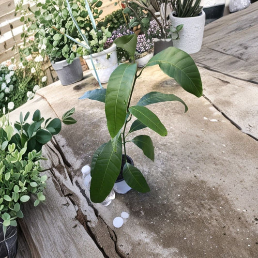 Red Mango Tree – Mangifera indica Live Seedling | 16–25 Inches Tall | In Pot  Tropical Fruit Starter | Red Variety | Container Friendly