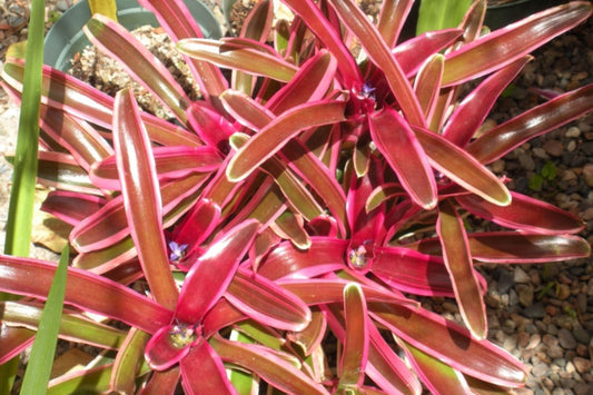 Neoregelia Donger Plant in 6" Pot - Albomarginated Green & Pink Blush Foliage - Neoregelia stolonifera (USPP11,448P2)