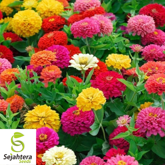 100 Lilliput Zinnia Flower Mix Seeds - Non-GMO, Compact & Colorful Variety