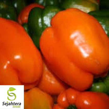 Orange King Bell Pepper Seeds - 120+ Organic Heirloom - Sweet & Non-GMO