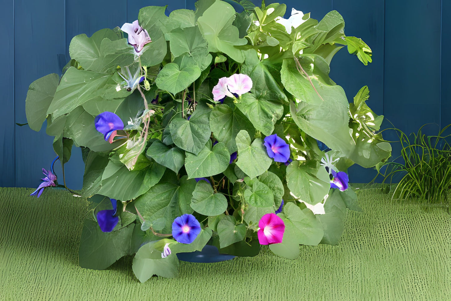 Nil Mix Morning Glory (Ipomoea tricolor Nil Mix)