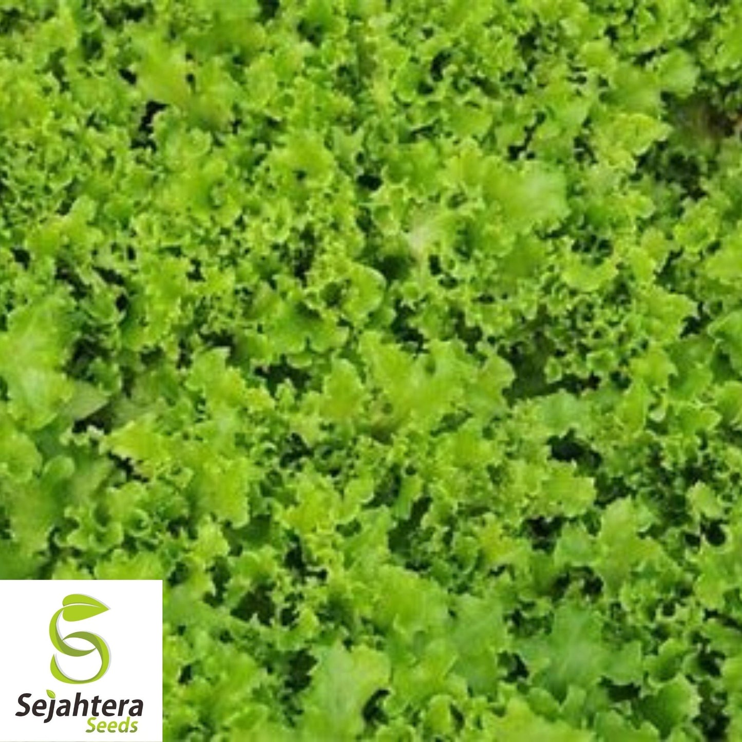 Tango Leaf Lettuce Seeds 600+ | Heirloom NON-GMO Vegetable Garden USA