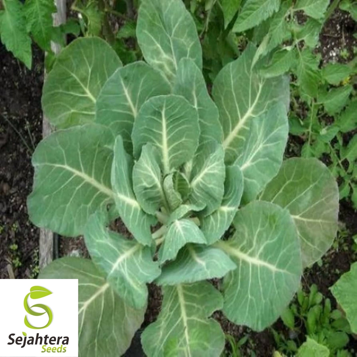 Georgia Southern Collard Seeds 500+ | NON-GMO Heirloom Greens Vegetable USA