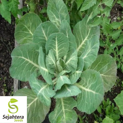 Georgia Southern Collard Seeds 500+ | NON-GMO Heirloom Greens Vegetable USA