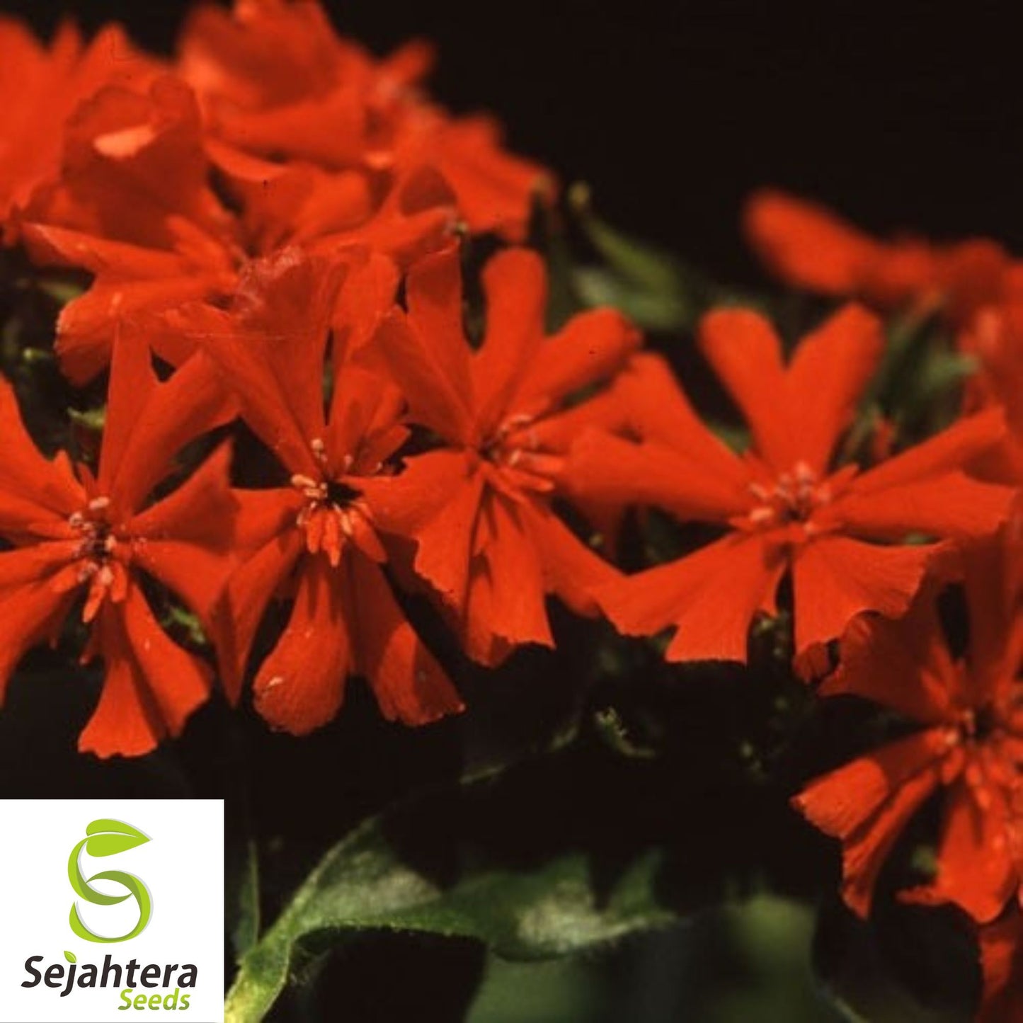 Maltese Scarlett Cross Seeds {Lychnis chalcedonica} 50+ Seeds