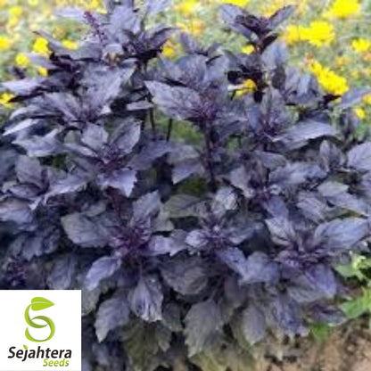 Dark Opal Purple Basil Seeds 200+ | Culinary Herb Cooking NON-GMO USA