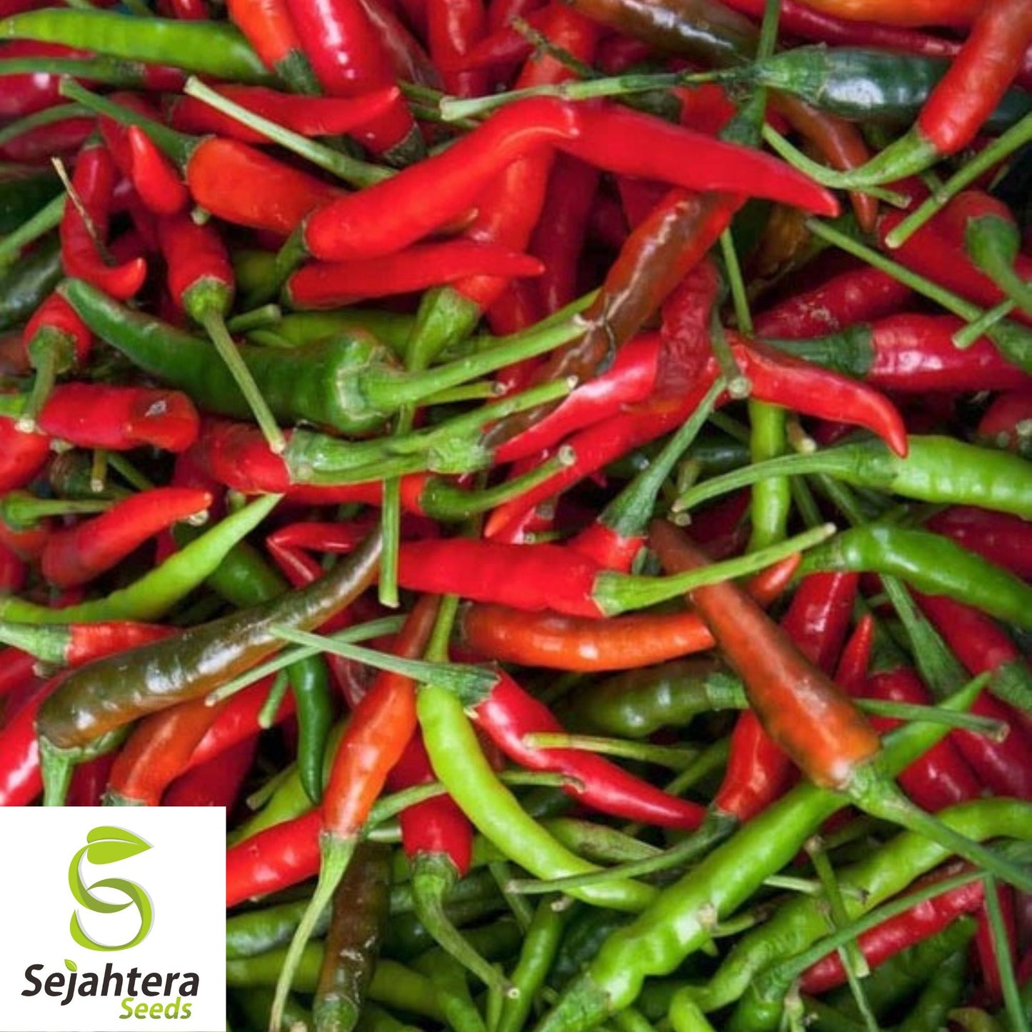 25 Tabasco Pepper Seeds - Non-GMO, Hot & Flavorful Variety