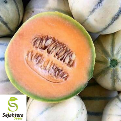 Charentais Cantaloupe Seeds 25+ | French Melon Heirloom NON-GMO USA