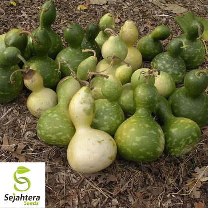 Birdhouse Gourd Seeds 10 Ct | Heirloom Garden Vegetable NON-GMO USA