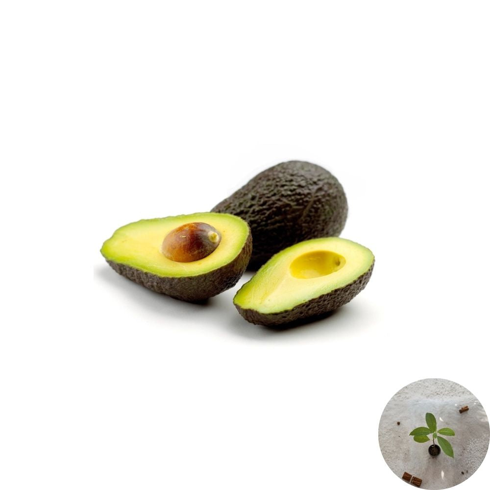 Avocado Tree – Persea americana Live Seedling | 15 Inches Tall | Includes Nursery Pot  Tropical Fruit Starter | Patio & Indoor Friendly | Ready to Plant