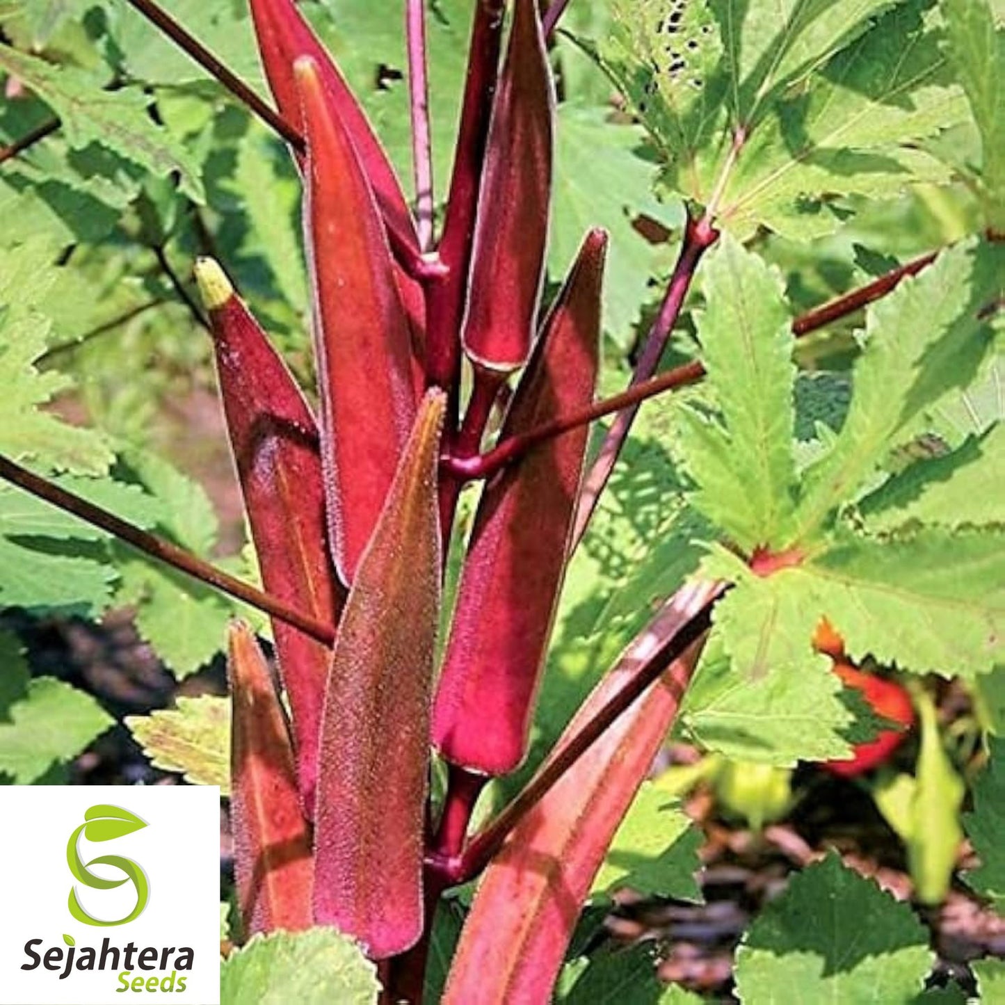 50 Red Burgundy Okra Seeds - Non-GMO, Heirloom & Colorful Garden Variety