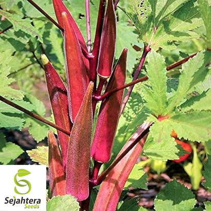 50 Red Burgundy Okra Seeds - Non-GMO, Heirloom & Colorful Garden Variety