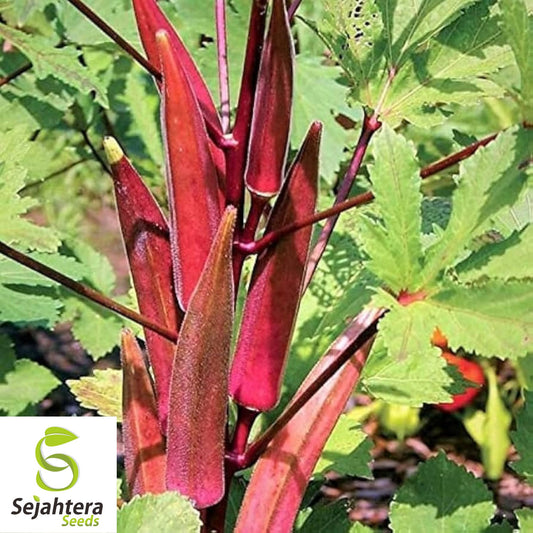 50 Red Burgundy Okra Seeds - Non-GMO, Heirloom & Colorful Garden Variety