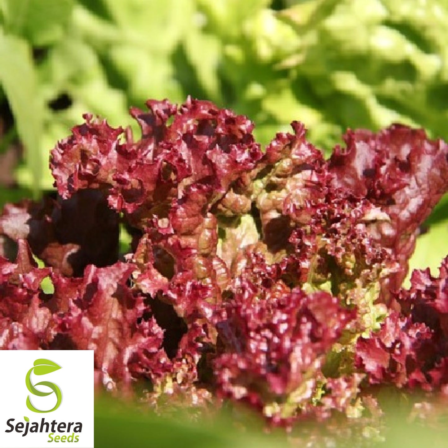 1000 Lollo Rosso Lettuce Seeds - Non-GMO, Vibrant & Crisp Leaves