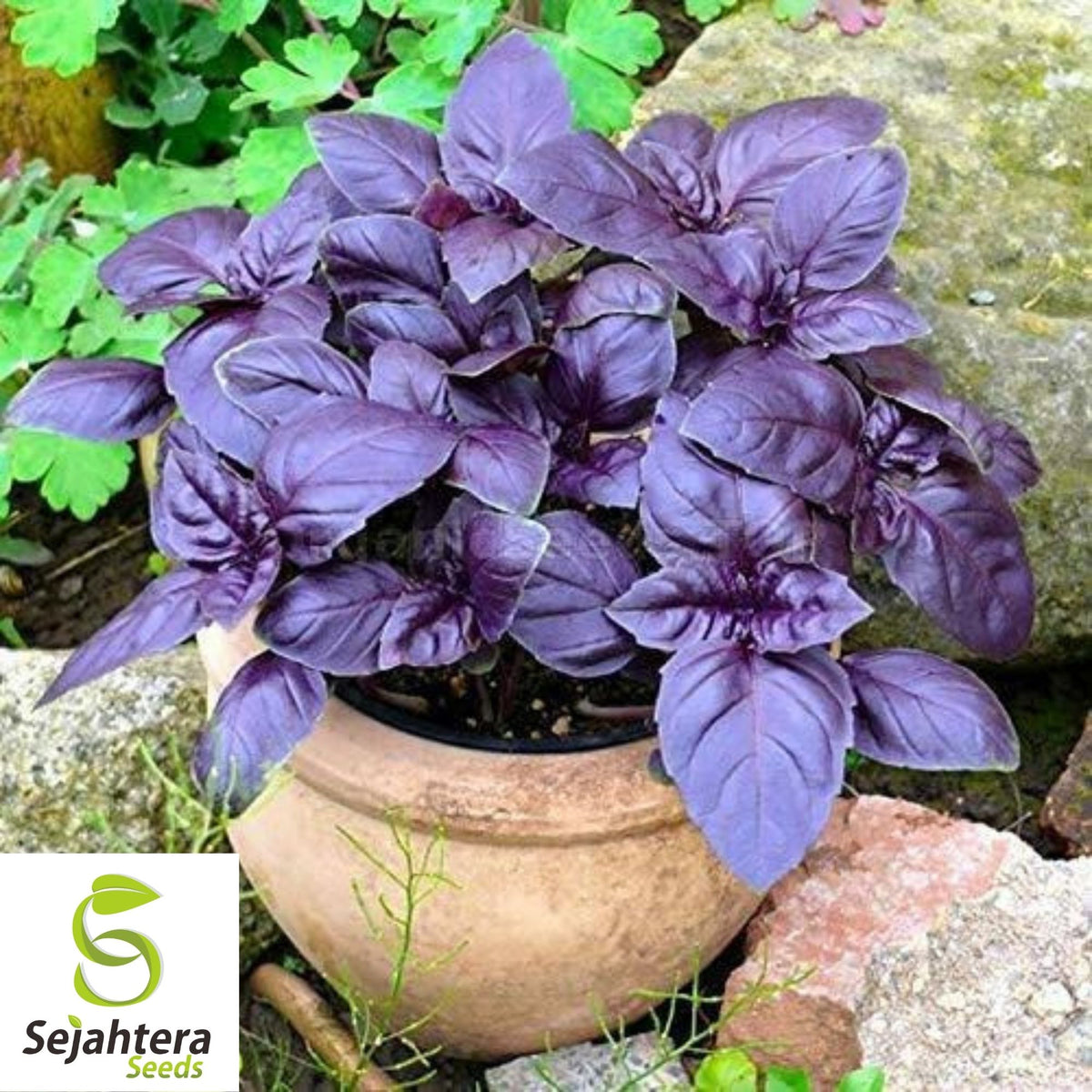 Dark Opal Purple Basil Seeds 200+ | Culinary Herb Cooking NON-GMO USA