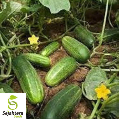 Carolina Cucumber Seeds - 100+ Heirloom, Organic, Non-GMO & High Yield