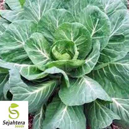 Georgia Southern Collard Seeds 500+ | NON-GMO Heirloom Greens Vegetable USA