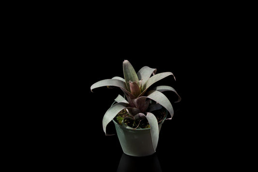 Vriesea Saundersii Plant in 6" Pot - Tropical Bromeliad for Indoor Gardening - Perfect Houseplant for Plant Lovers